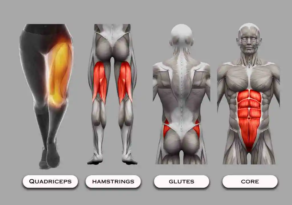 Primary Muscle Groups of Squats